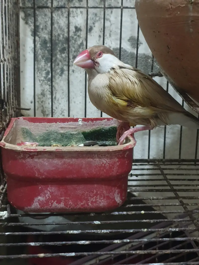 complete setup birds and cages — photo 7