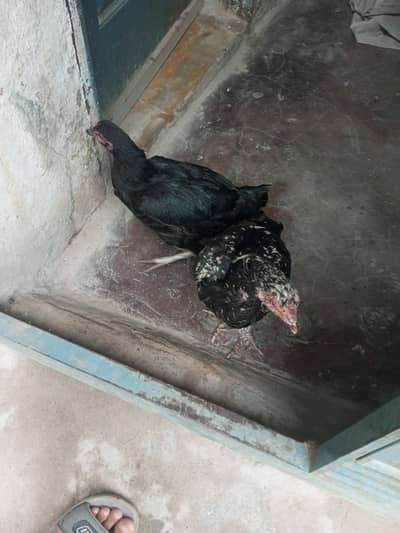 morge sale krne ha dano kise na lana ha torabtqa kro