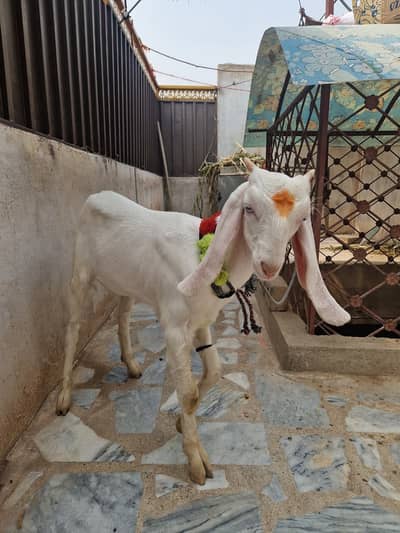 Female Goat For Sale in Peshawar