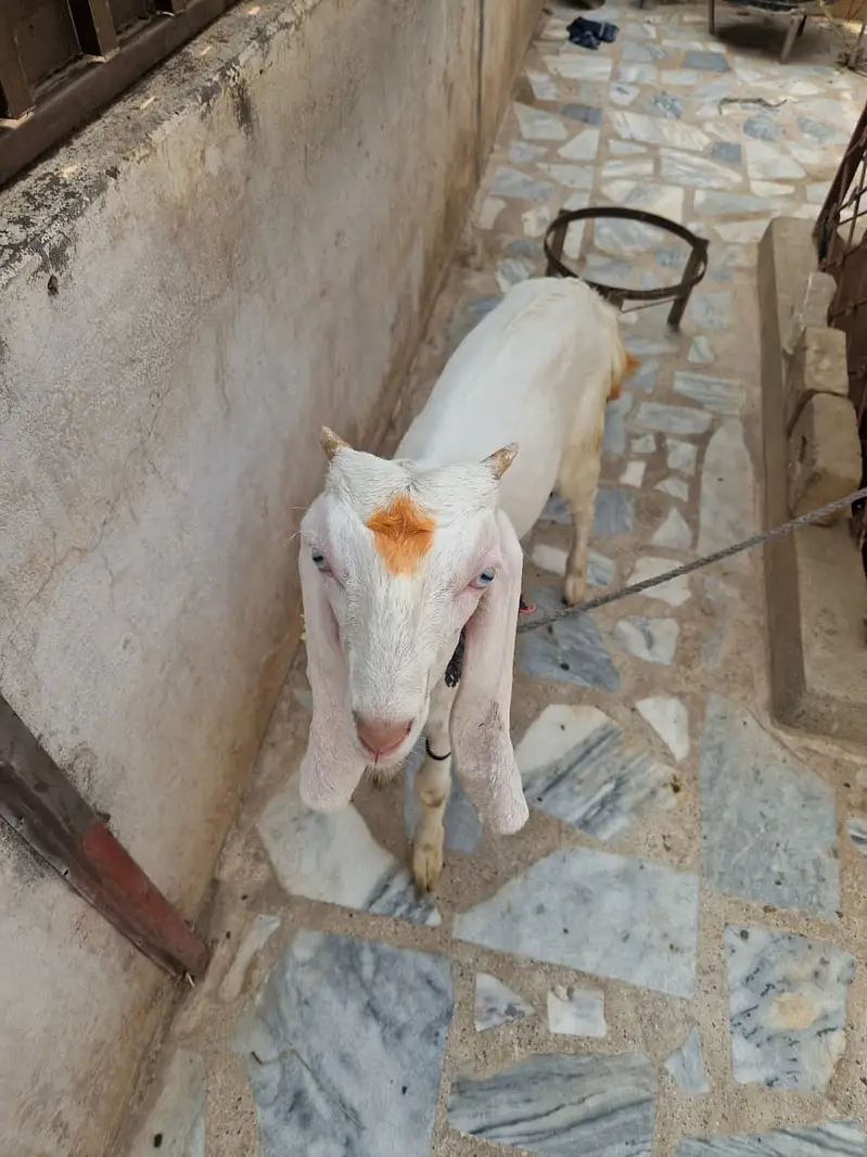 Female Goat For Sale in Peshawar — photo 2