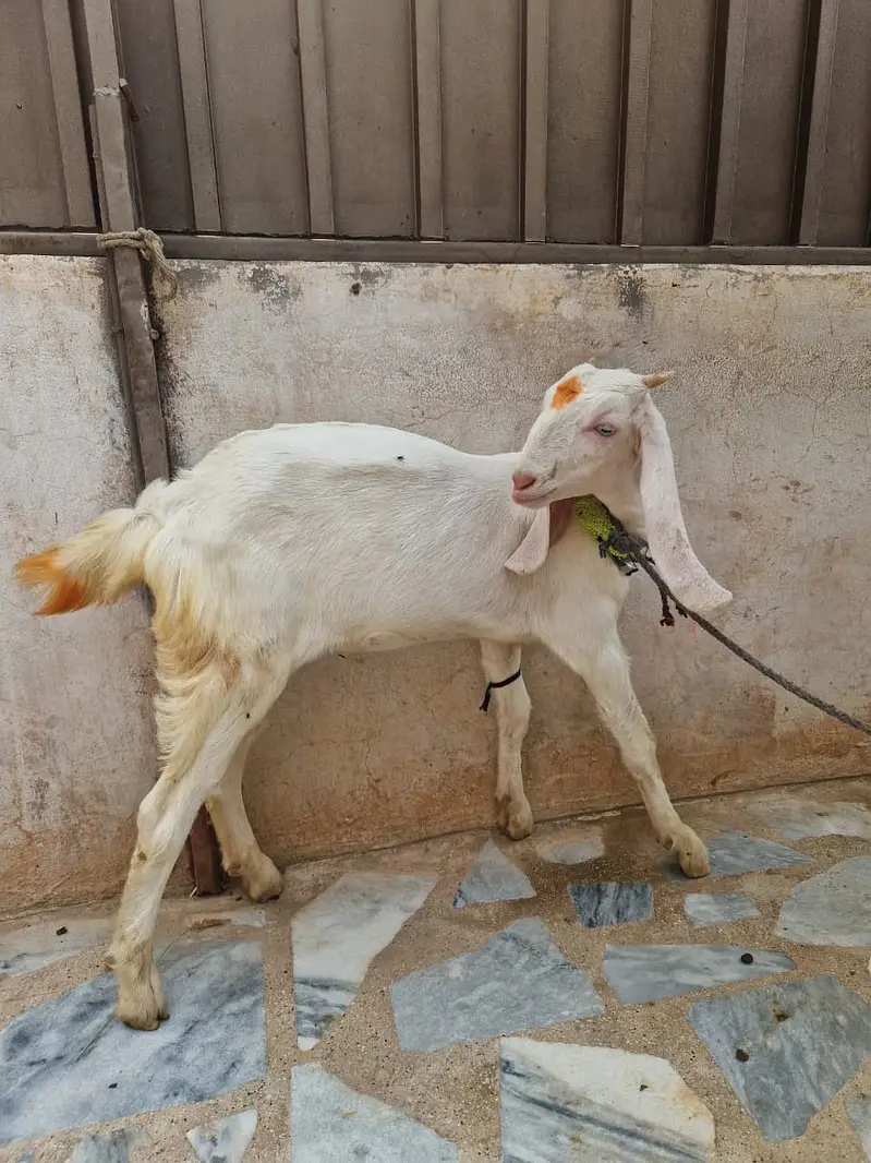 Female Goat For Sale in Peshawar — photo 3