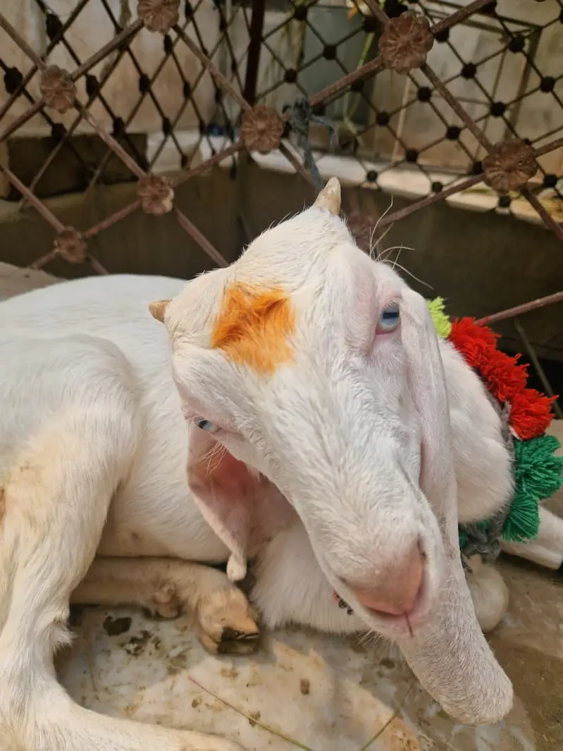 Female Goat For Sale in Peshawar — photo 4