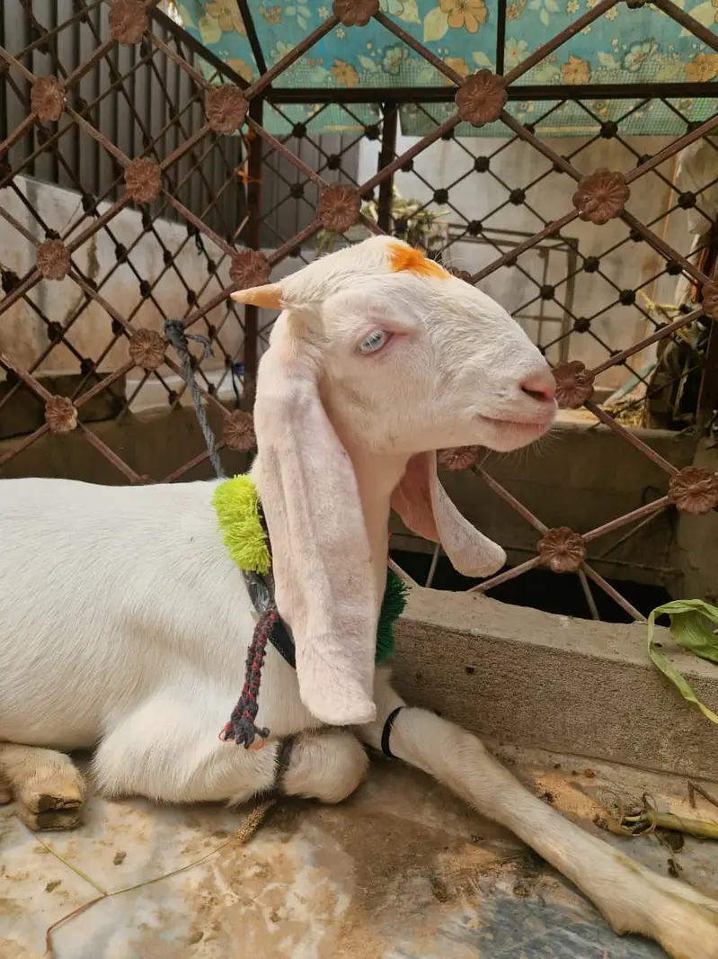 Female Goat For Sale in Peshawar — photo 5