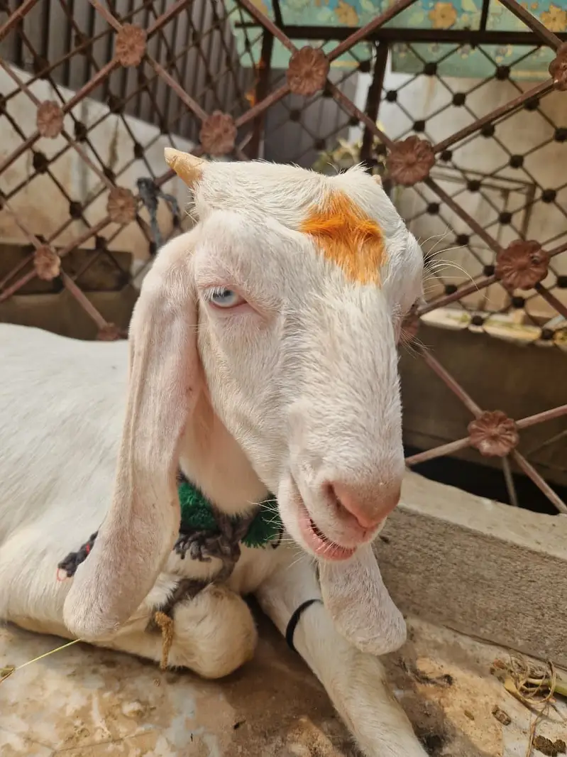 Female Goat For Sale in Peshawar — photo 6