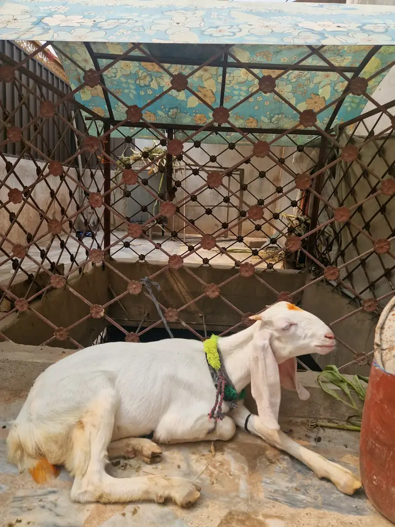 Female Goat For Sale in Peshawar — photo 7