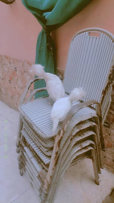 hen ponish whit
