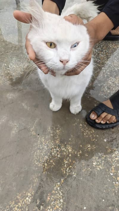 male cat for sale location barma town islambad