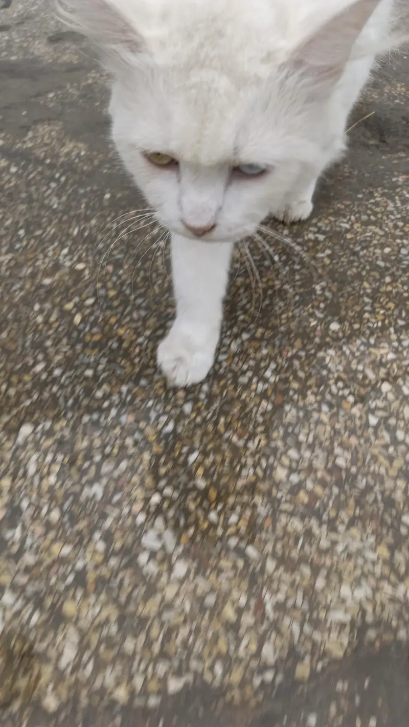 male cat for sale location barma town islambad — photo 2
