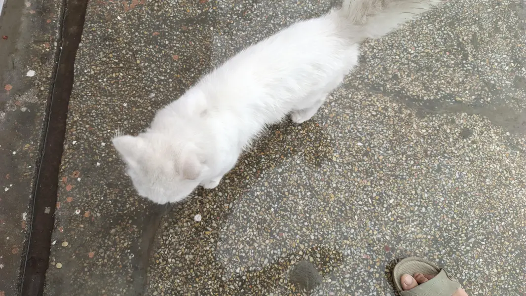 male cat for sale location barma town islambad — photo 3