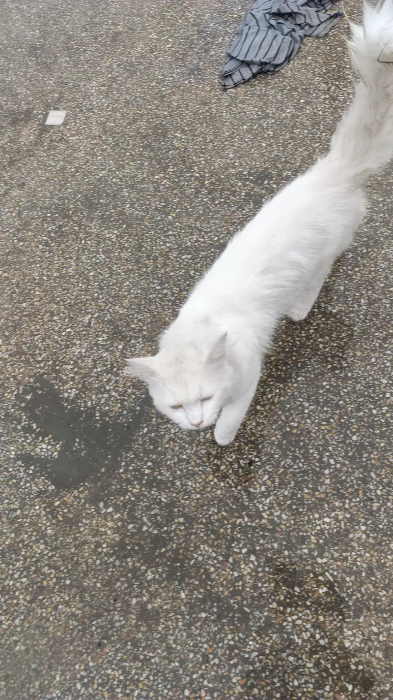 male cat for sale location barma town islambad — photo 4