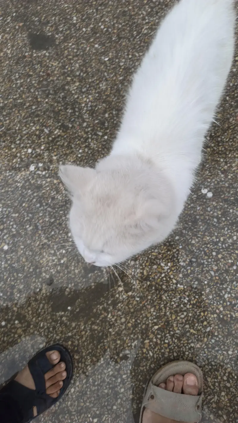 male cat for sale location barma town islambad — photo 5