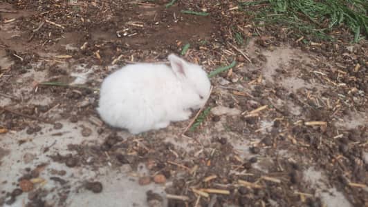Red eyes Bunny