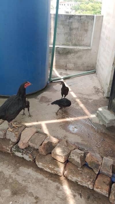 black hens