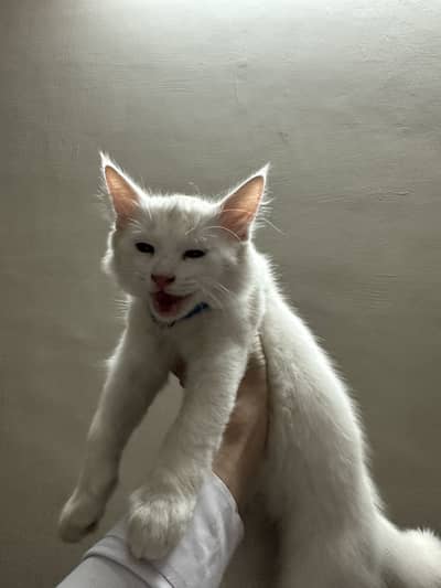 Pure white Persian kitten
