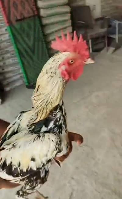Bengum Aseel Murga