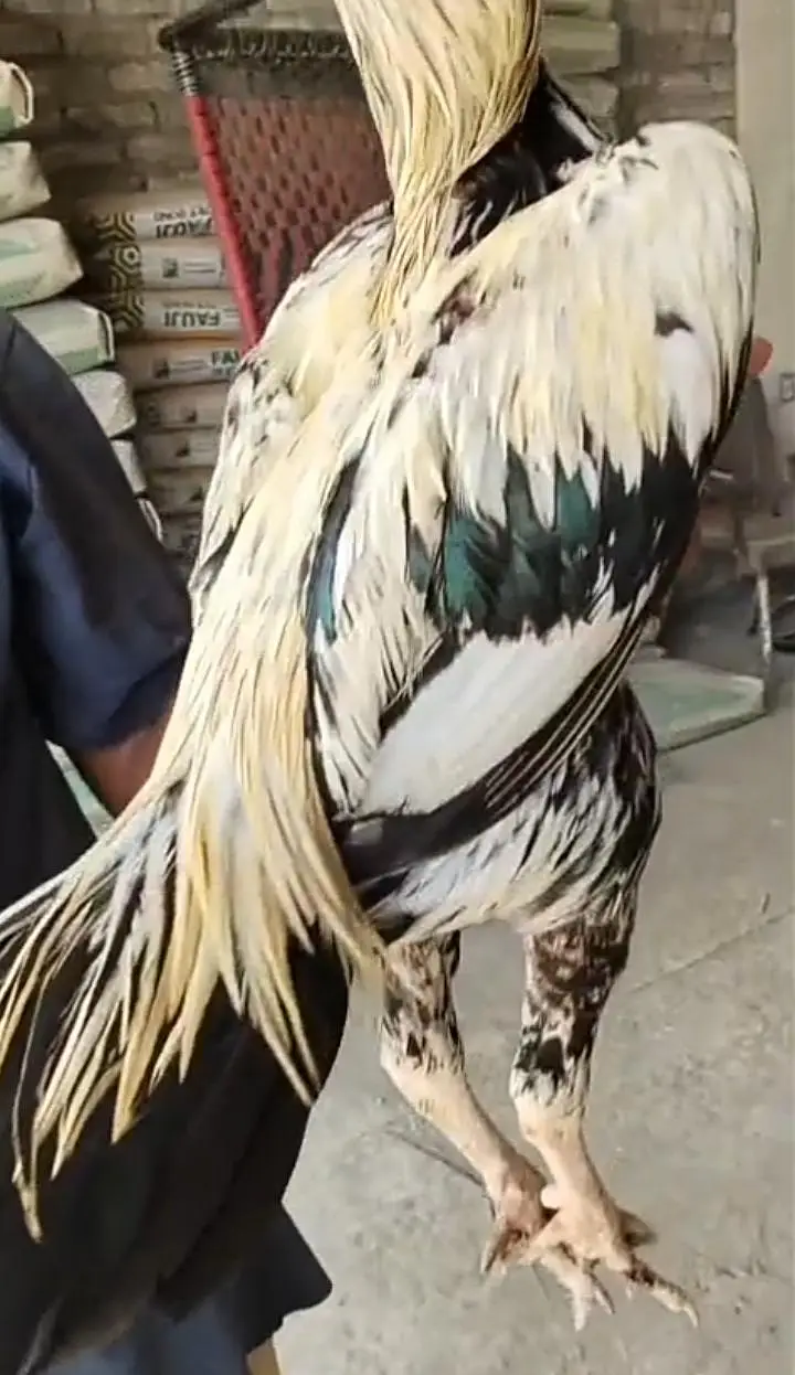 Bengum Aseel Murga — photo 9