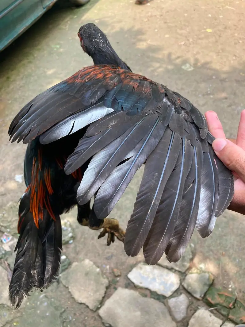 aseel for sell in reagionable price . urgent sell . — photo 3