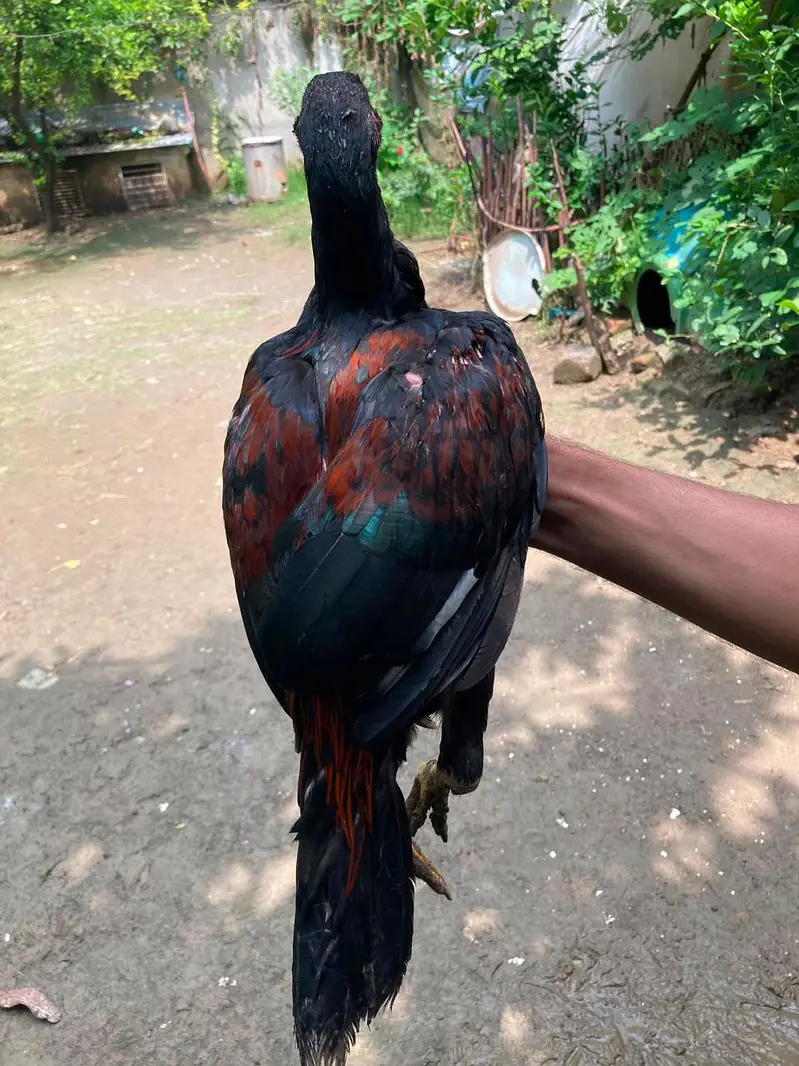 aseel for sell in reagionable price . urgent sell . — photo 7