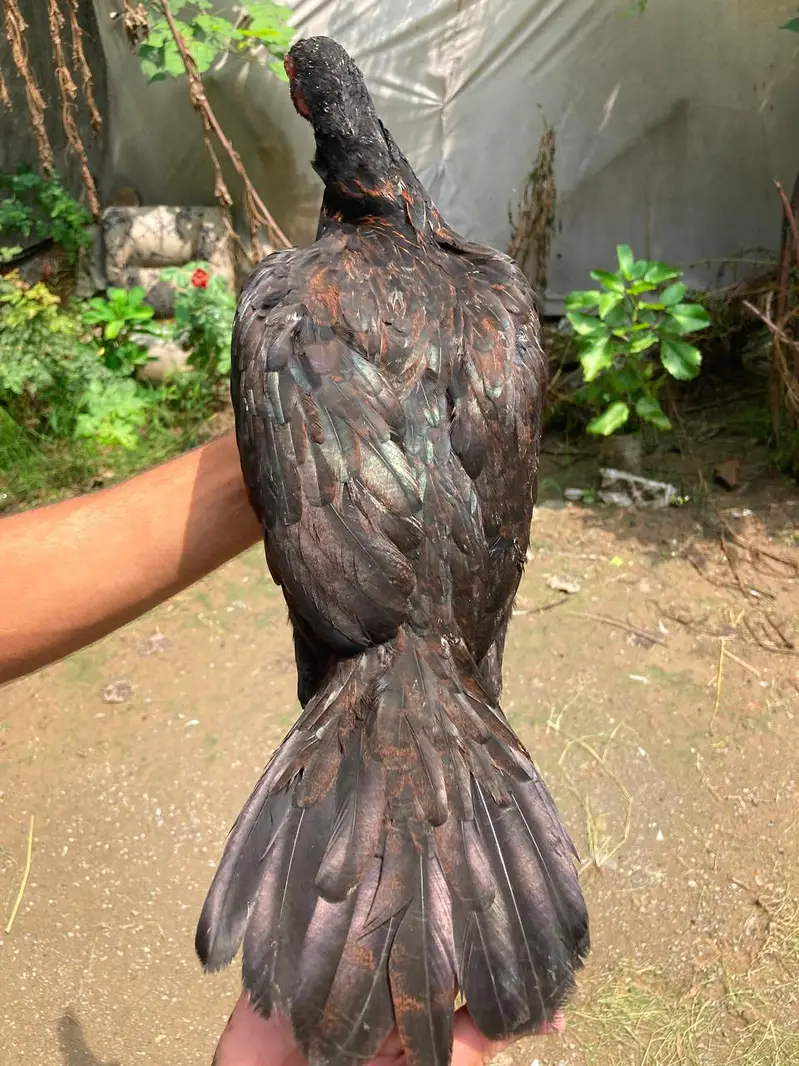 aseel for sell in reagionable price . urgent sell . — photo 10