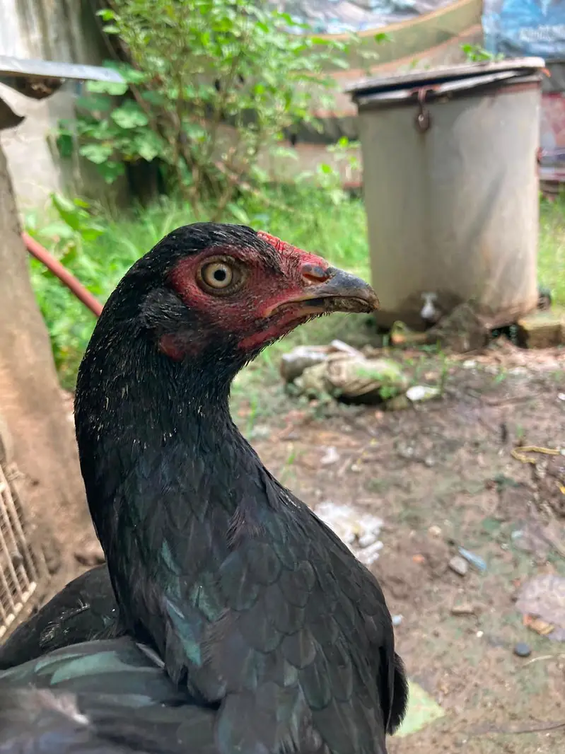 aseel for sell in reagionable price . urgent sell . — photo 12