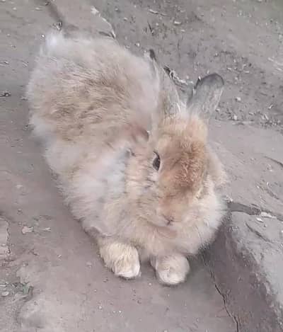 Flemish giant male rabbit urgent sale