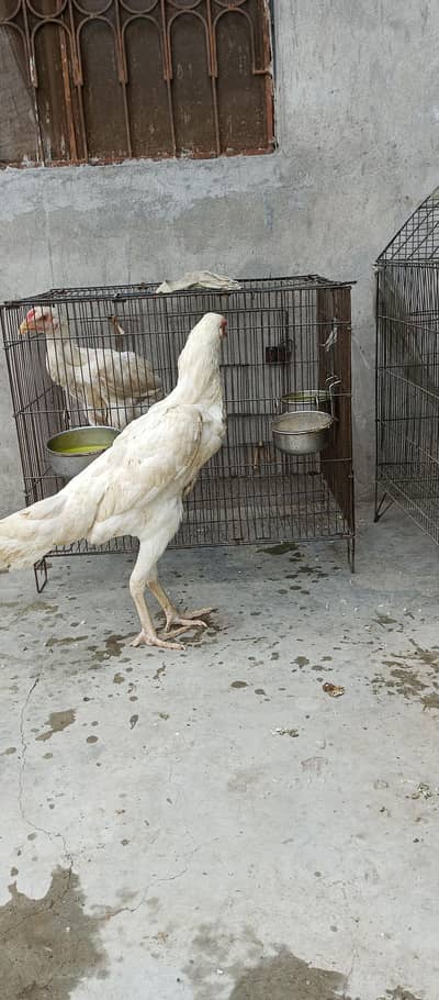 white shamo female or lakha male