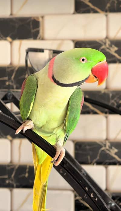 Kashmiri raw parrot for sale single and pair available03257452678