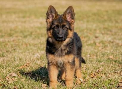 German Shepherd Puppy For Sale