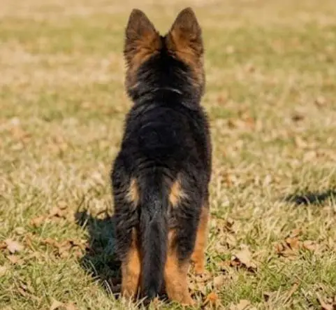 German Shepherd Puppy For Sale — photo 2