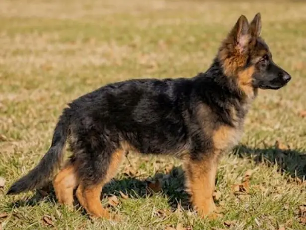 German Shepherd Puppy For Sale — photo 3