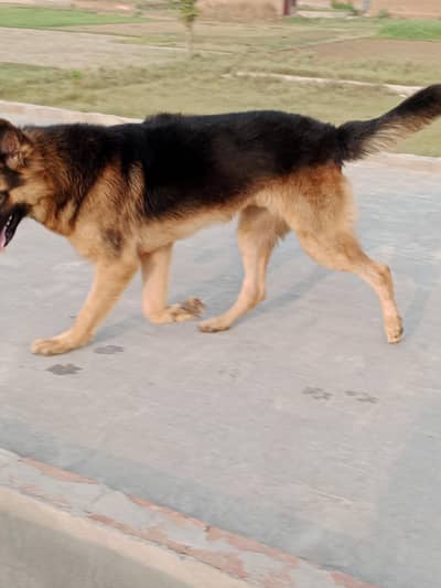 German Shepherd Dog – Healthy & Active | For Sale