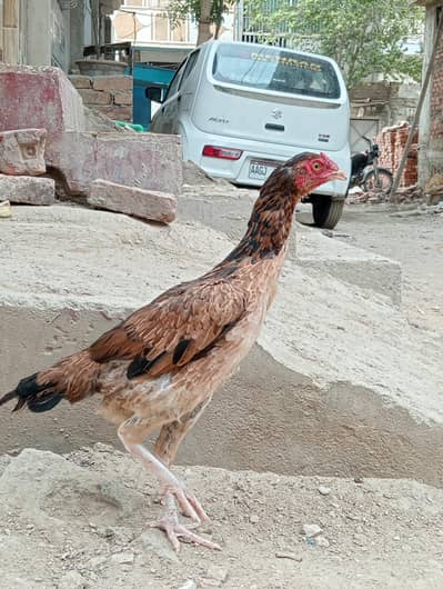 A1 QUALITY birds