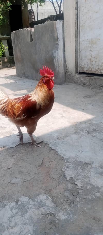 Desi murga