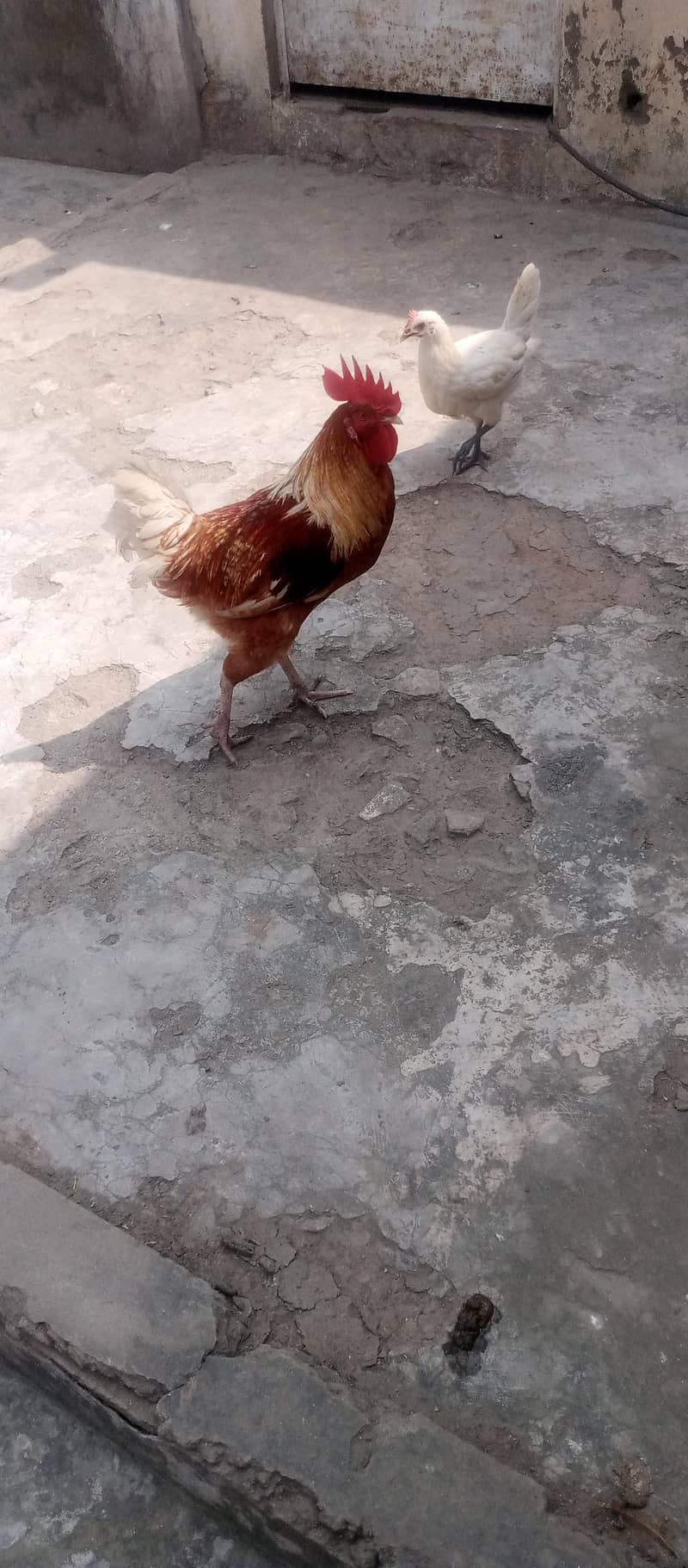 Desi murga 1