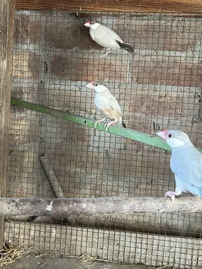 Red eyes fawn jawa breeder pair and sliver jawa pair