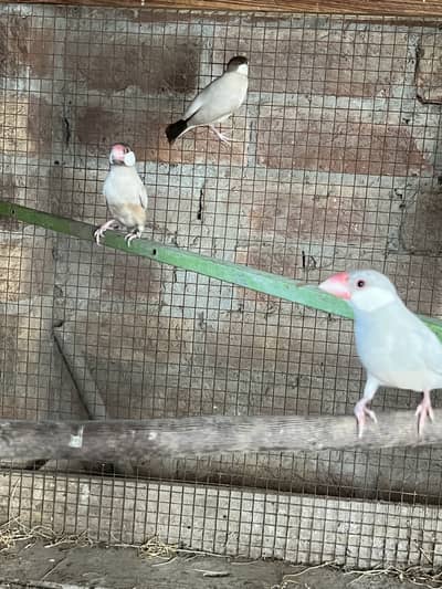 Red eyes fawn jawa breeder pair and sliver jawa pair