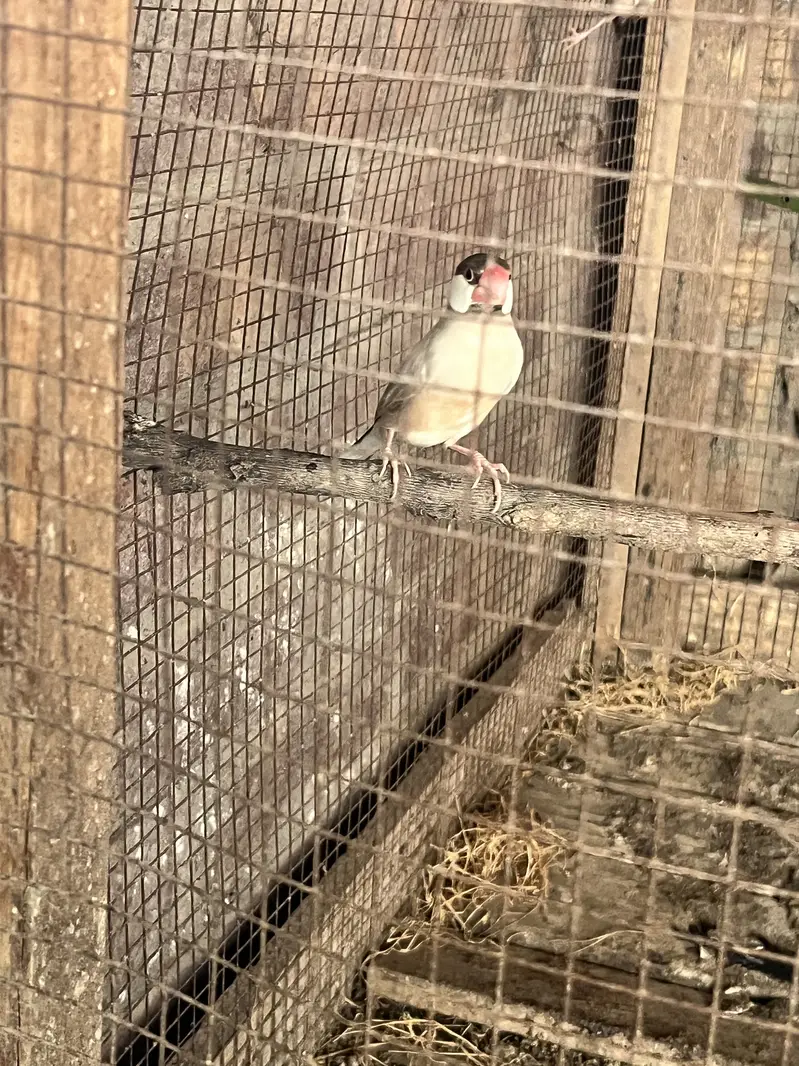 Red eyes fawn jawa breeder pair and sliver jawa pair — photo 5