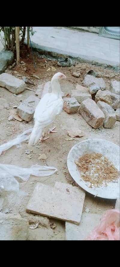 aseel mianwali Paperwhite hera hen
