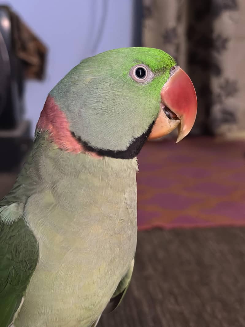 Pahari 2