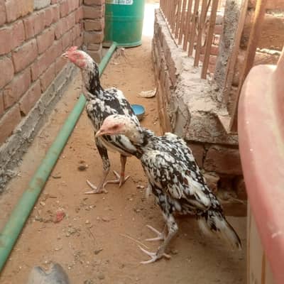 Oure miyanwali aseel for sale o32o2725494