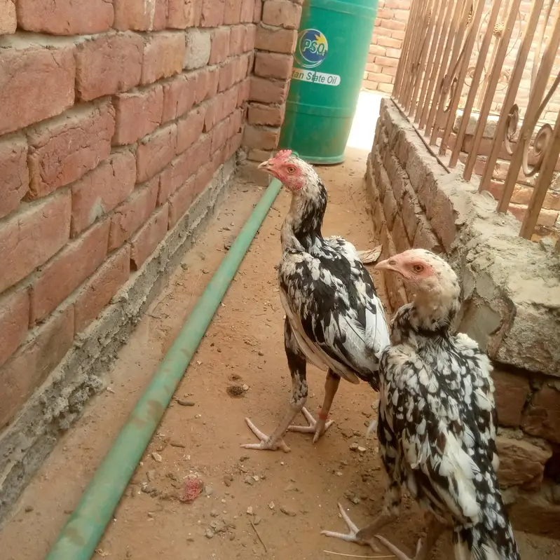 Oure miyanwali aseel for sale o32o2725494 — photo 2