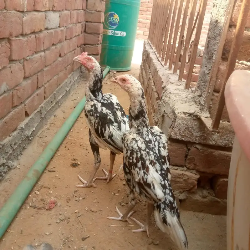 Oure miyanwali aseel for sale o32o2725494 — photo 3
