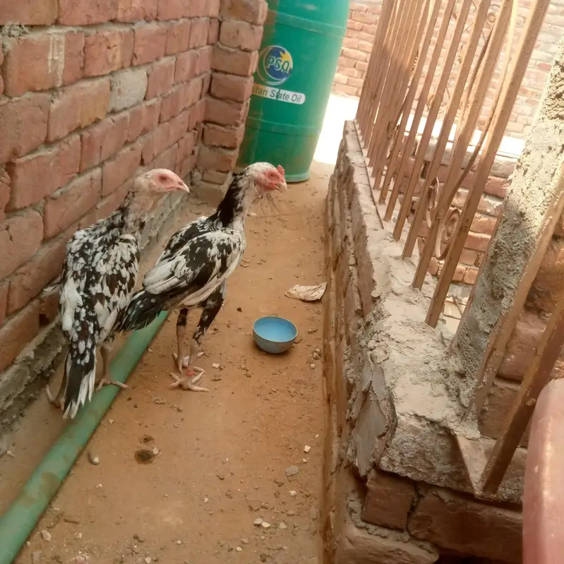 Oure miyanwali aseel for sale o32o2725494 — photo 4