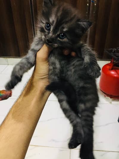 Persian kittens