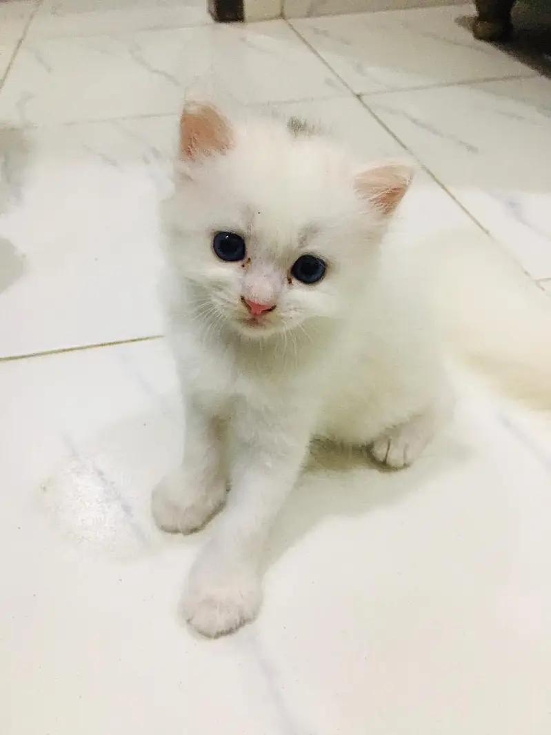 Persian kittens — photo 2