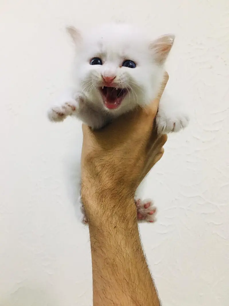 Persian kittens — photo 3