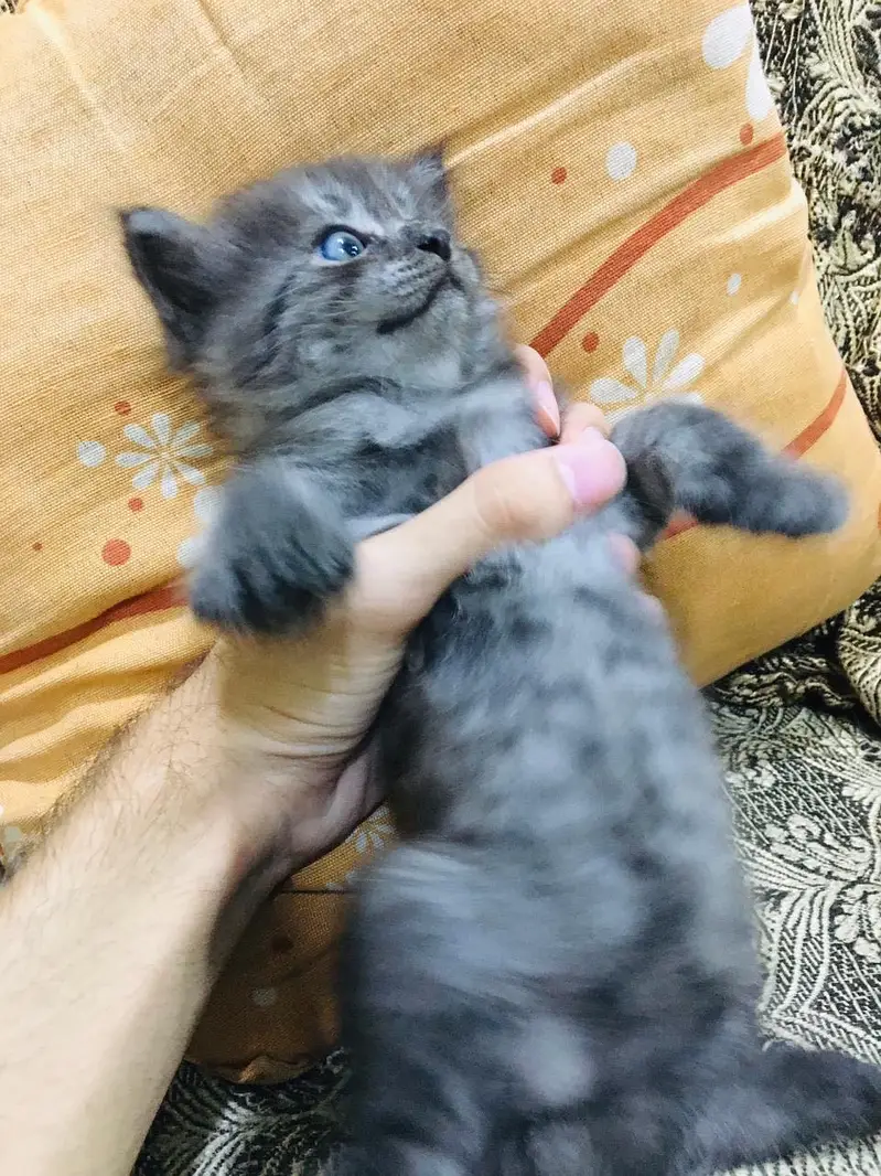 Persian kittens — photo 4