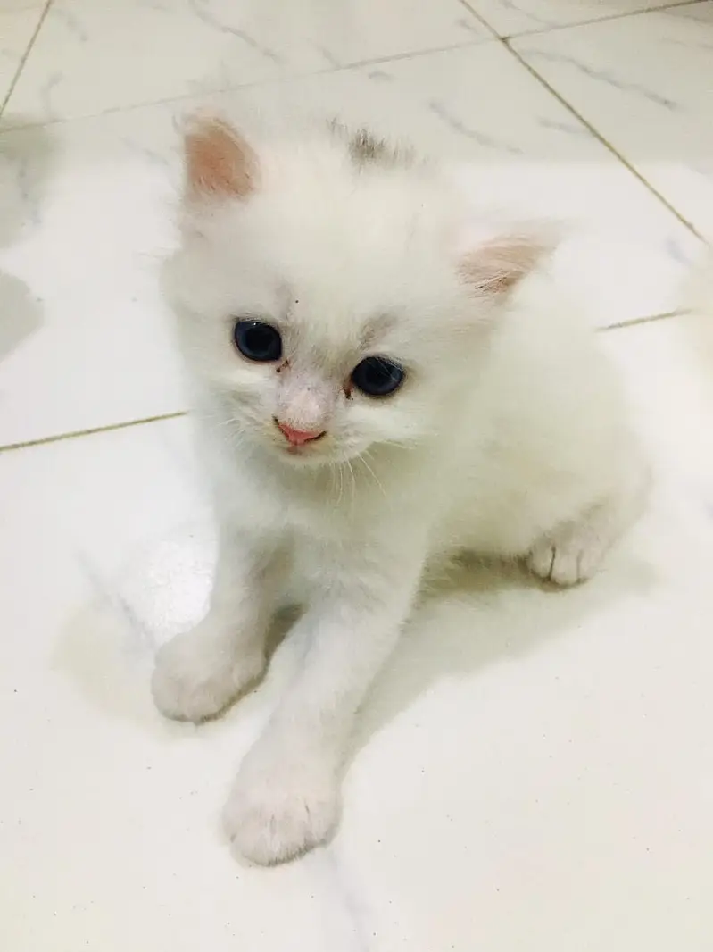 Persian kittens — photo 5