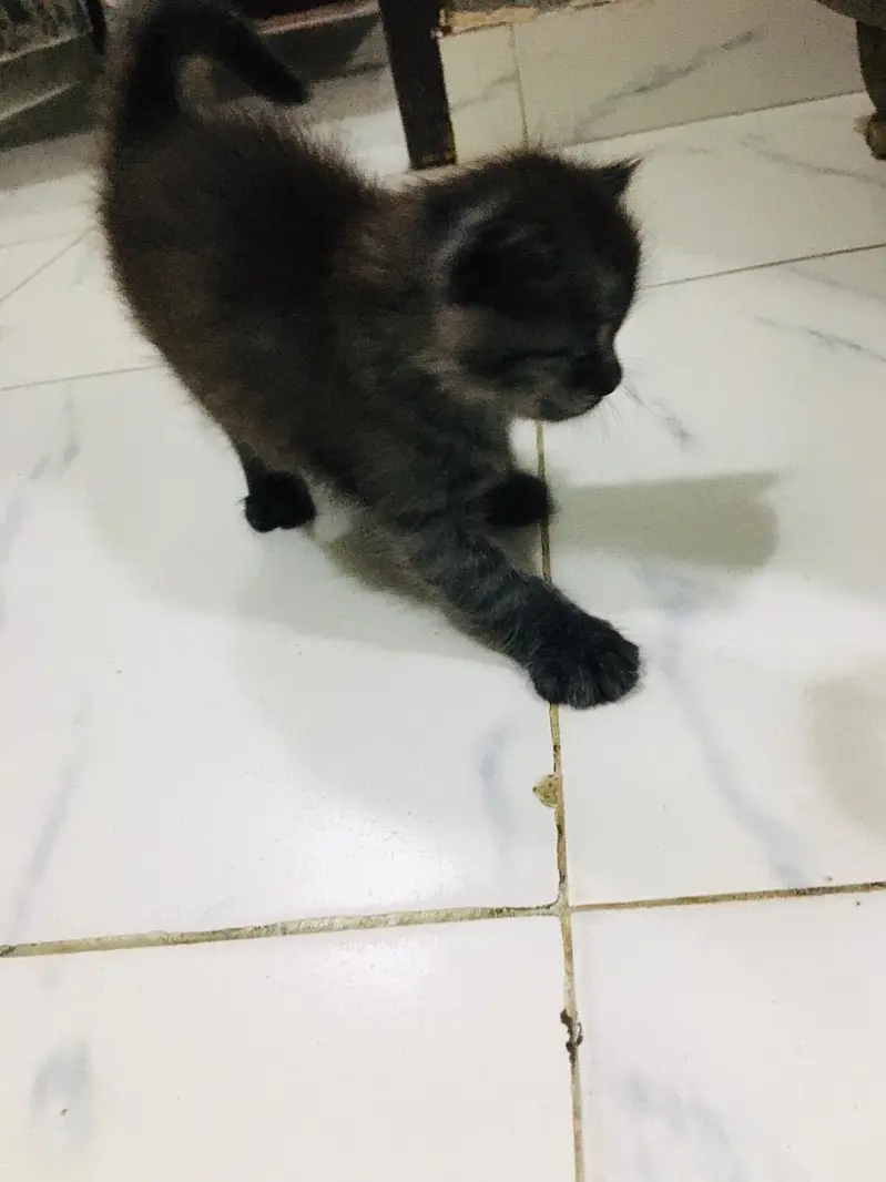 Persian kittens — photo 6