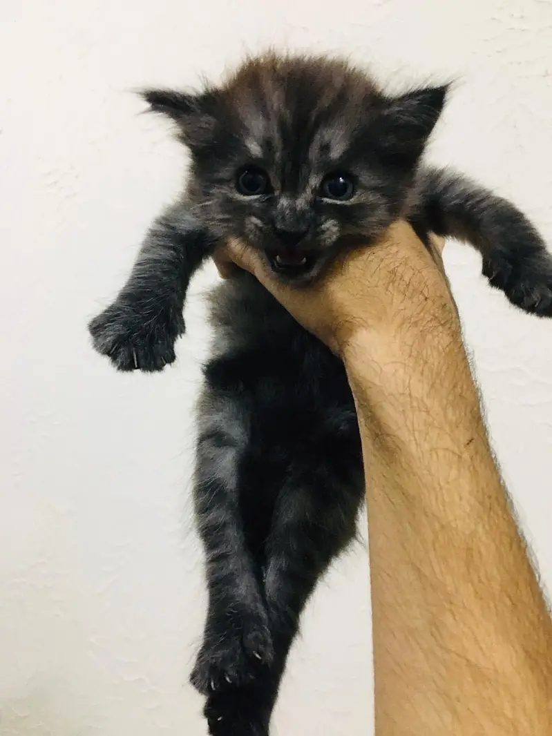 Persian kittens — photo 7